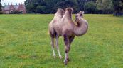 Baktrisches Kamel  Camelus bactrianus