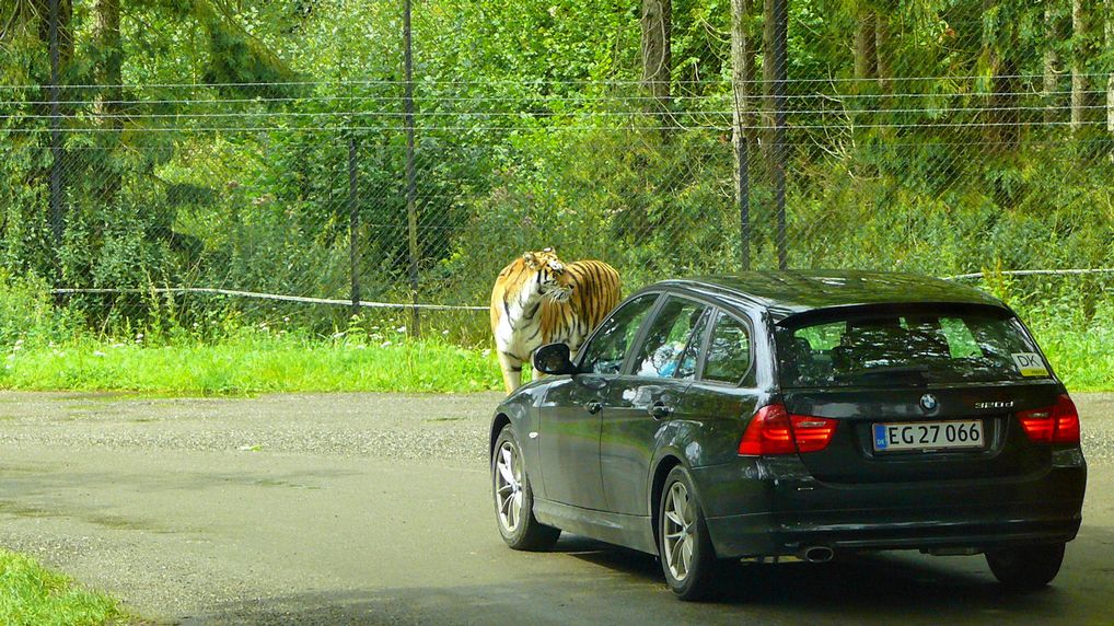 Sibirische Tiger  Panthera tigris altaica