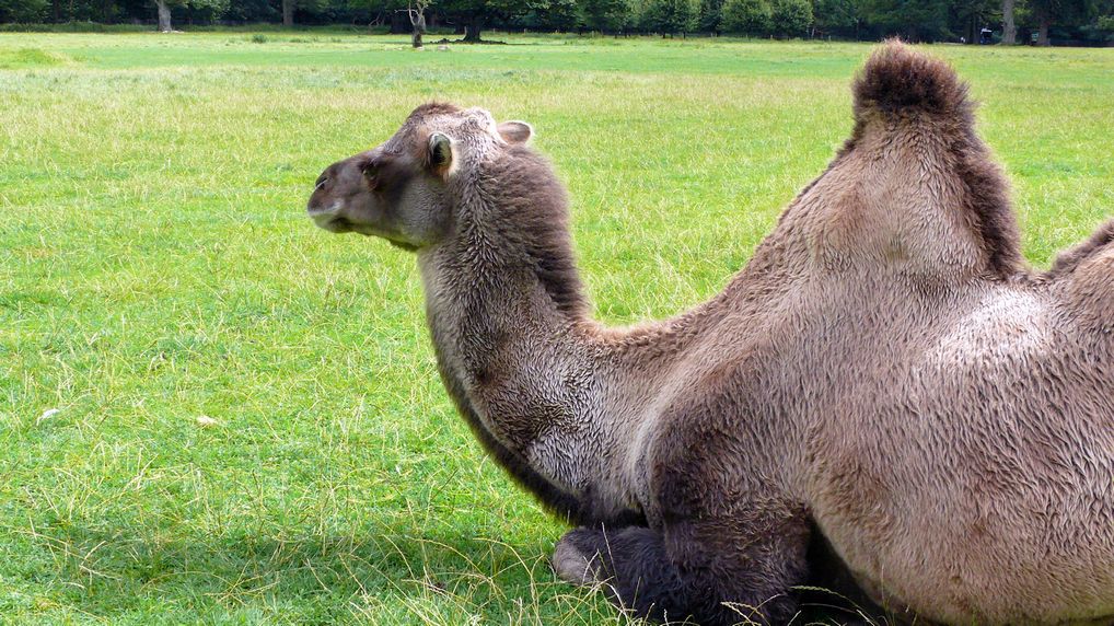 Baktrisches Kamel  Camelus bactrianus