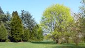 Schneeball-Ahorn ( Acer opalus )