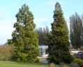 Urweltmammutbaum ( Metasequoia glyptostroboides ) und Kalifornische Flusszeder ( Calocedrus decurrens )