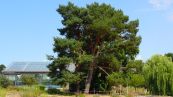 Waldkiefer ( Pinus sylvestris )