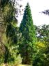 Riesenmammutbaum  ( Sequoioidendron giganteum )