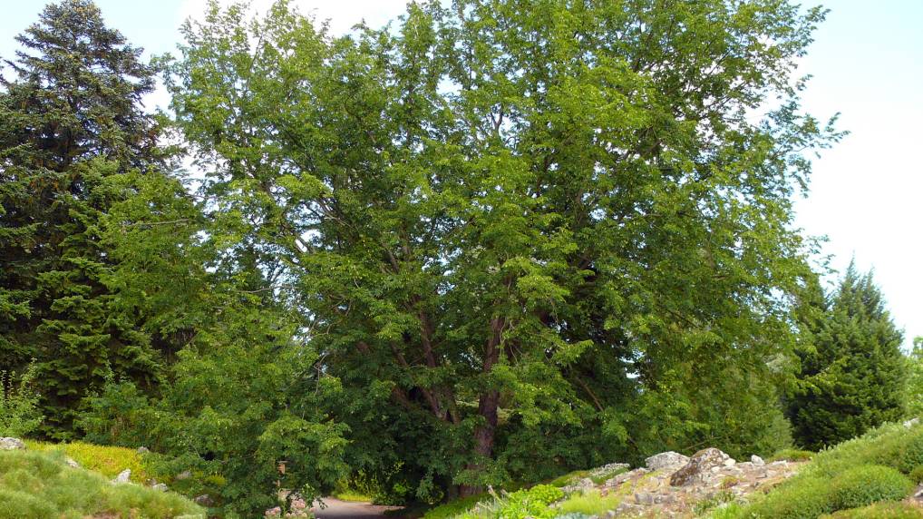 Europäische Hopfenbuche ( Ostrya carpinifolia )
