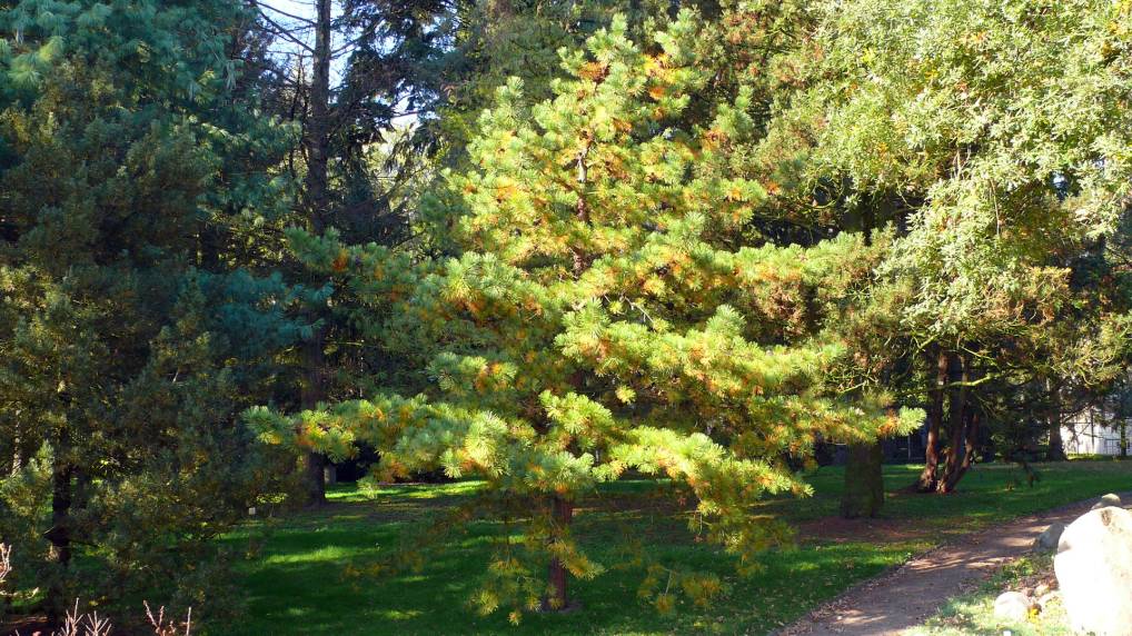Pech-Kiefer ( Pinus rigida )