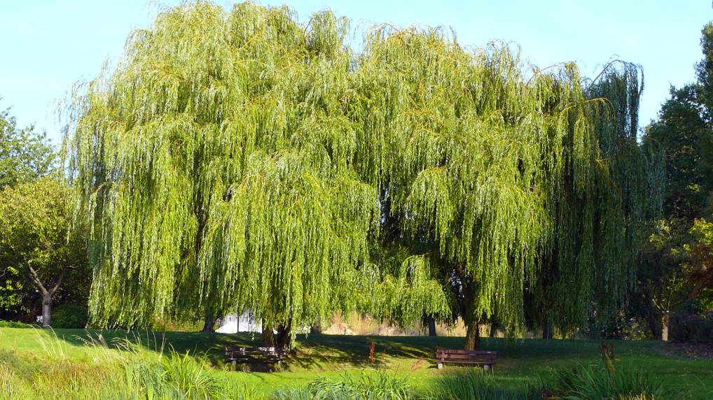 Silber-Weide ( Salix alba Tristis-Trauerweide )
