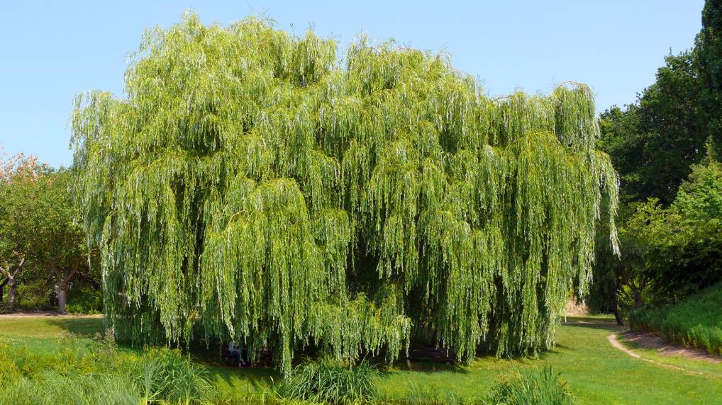 Silber-Weide ( Salix alba Tristis-Trauerweide )