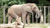 Afrikanische Elefant ( Loxodonta africana )