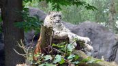 Schneeleopard oder Irbis ( Panthera uncia )