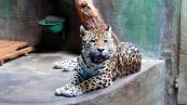Jaguar ( Panthera onca )