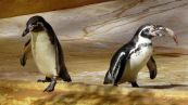 Pinguine ( Spheniscidae )