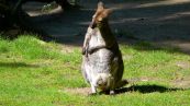 Red-necked wallaby  ( Macropus rufogriseus )