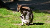 Red-necked wallaby  ( Macropus rufogriseus )