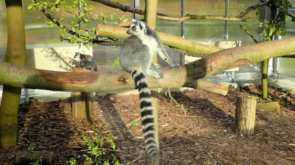 Katta  Lemur catta