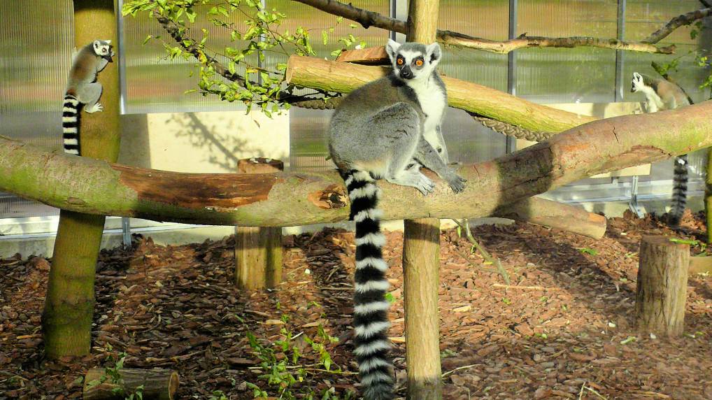 Katta  Lemur catta