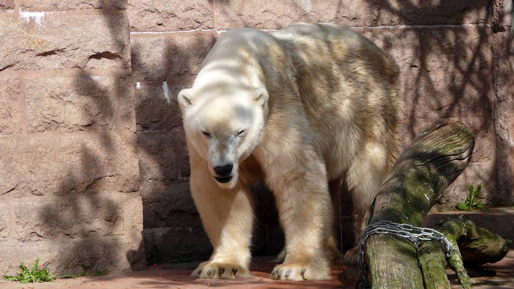 Eisbär ( Ursus maritimus )