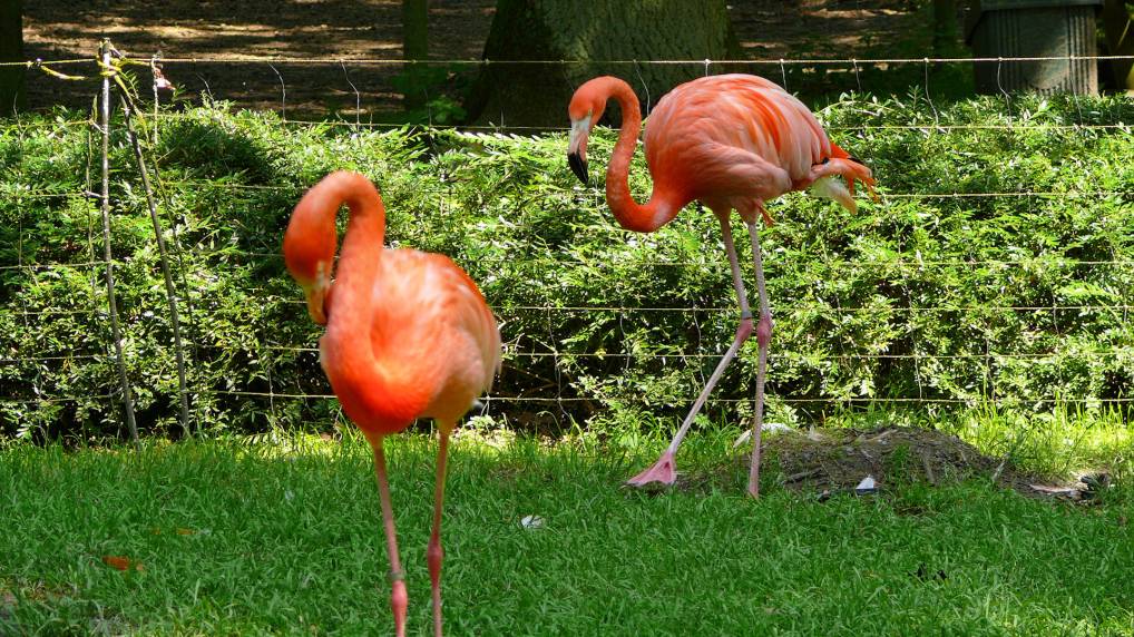 Flamingos ( Phoenicopteriformes, Phoenicopteridae )