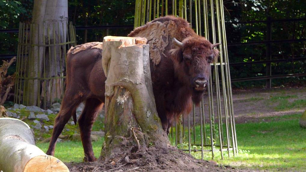 Europische Bison ( Bison bonasus )