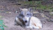 Wolf ( Canis lupus )